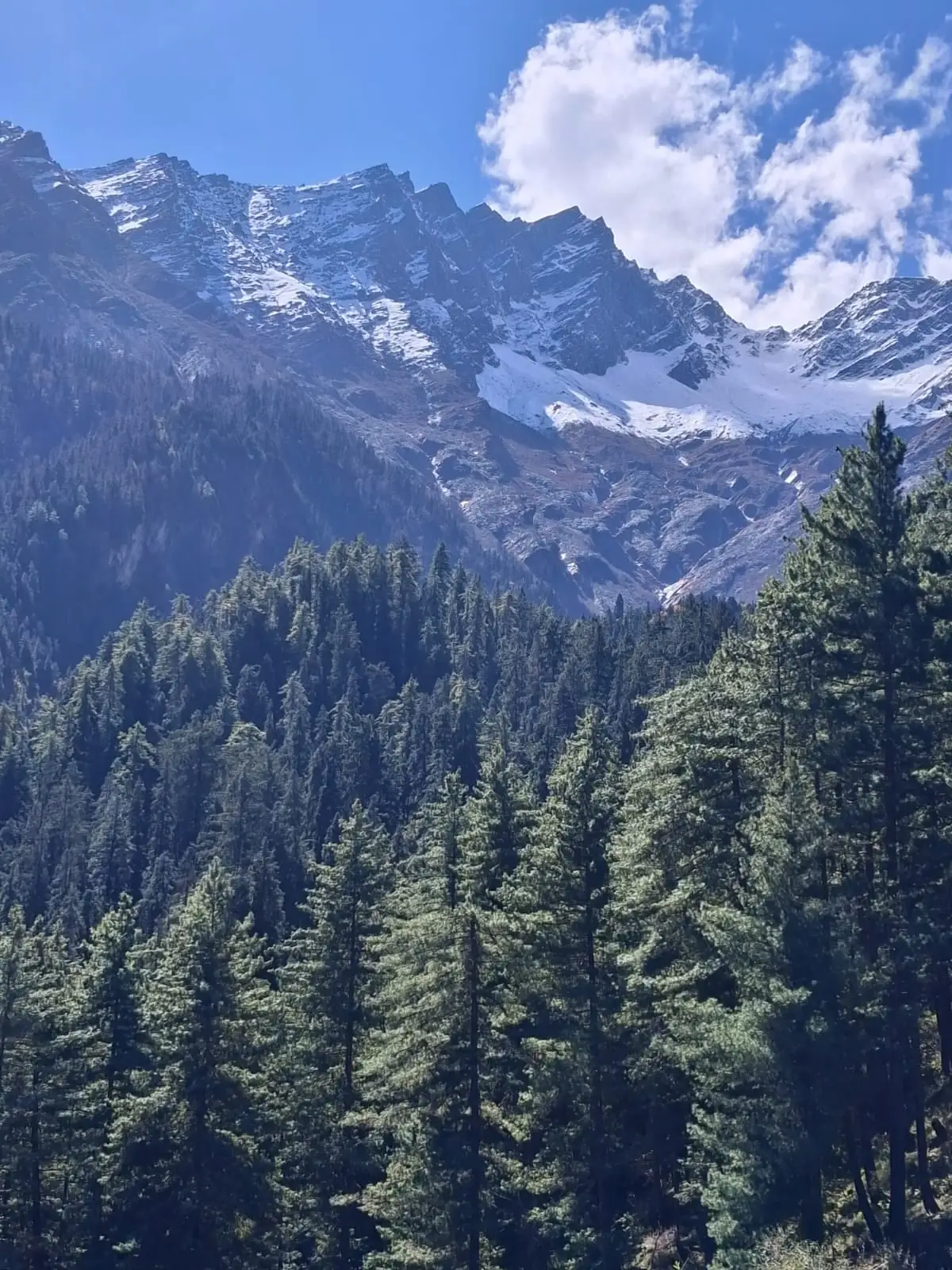 A ridge with fresh snow above a forest of pines, seen on the trip