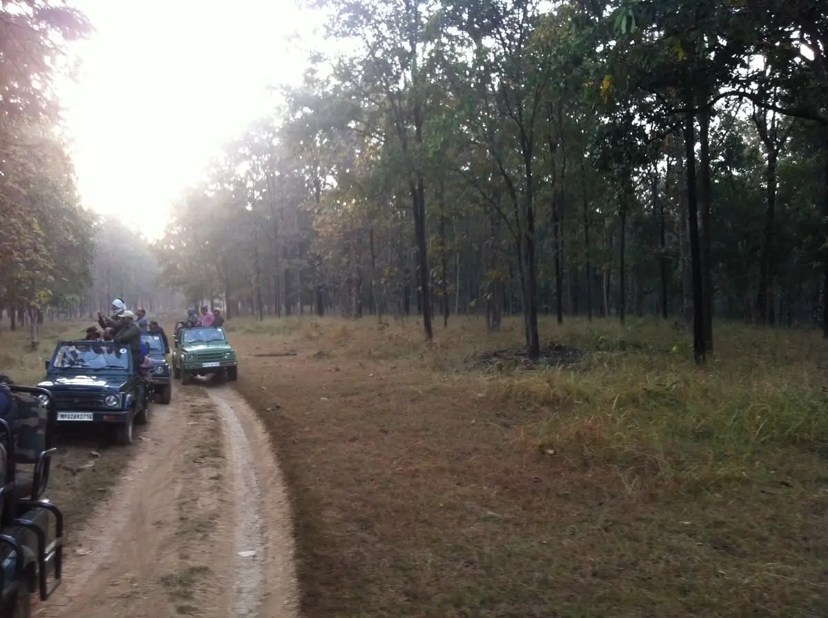 Open jeeps in a line on a forest track in Satpura National Park on a morning safari (photo: Nilabh, December 2015)