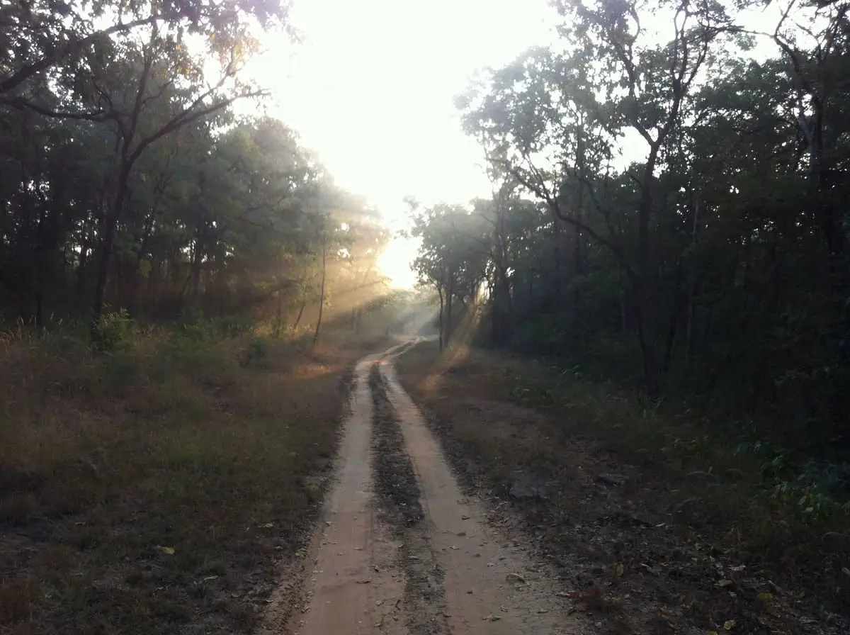 The sun breaking through the trees over a jungle track in Satpura, the same morning
