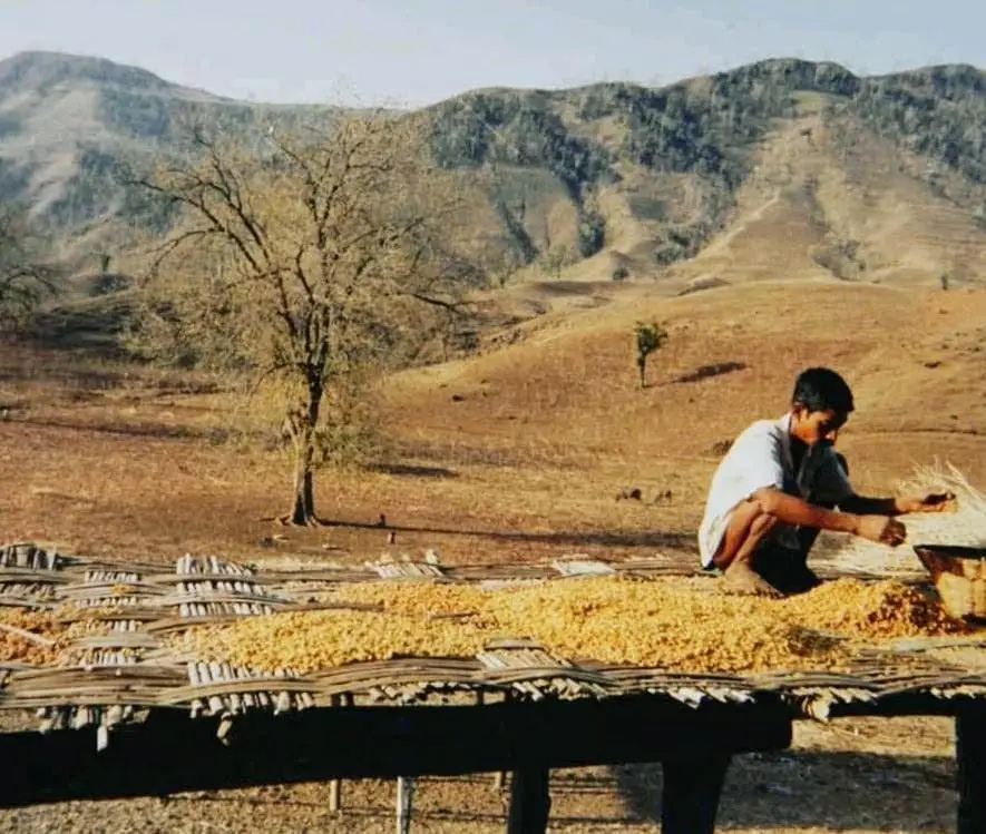 Life on the Satpura Hills, about 25 years ago: a boy spreads maize to dry on a bamboo platform, with bare hills behind